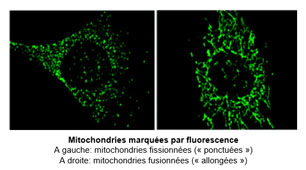 Le contrôle nerveux de la sécrétion d'insuline : les mitochondries de l'hypothalamus se dévoilent...