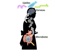 Does the gut microbiota influence the ageing of our brain?