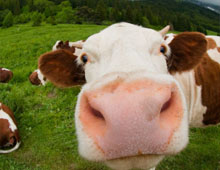 Mice and Cows are able to perceive humans' emotions thanks to odour.