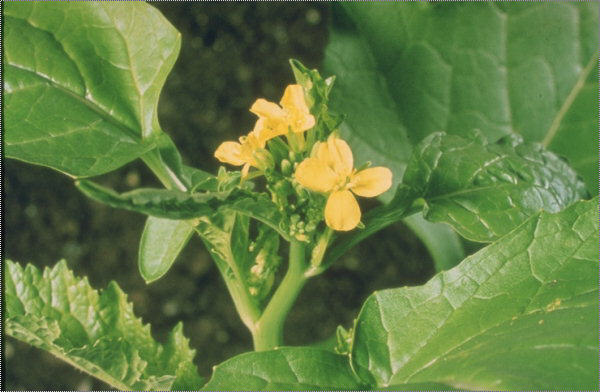 Graines-Seeds Moutarde noire, sénevé noir, Brassica nigra