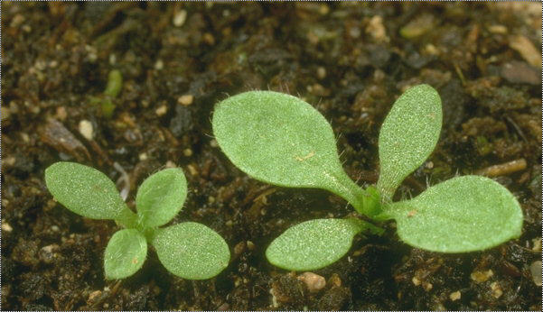 common ragweed (Ambrosia artemisiifolia)